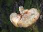 Tölgyfa-kérgestapló (Buglossoporus quercinus), Budai-hegység